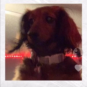 Meet your Posher, Addison